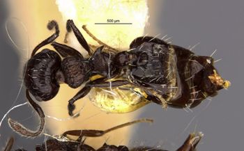 Media type: image;   Entomology 20812 Aspect: habitus dorsal view